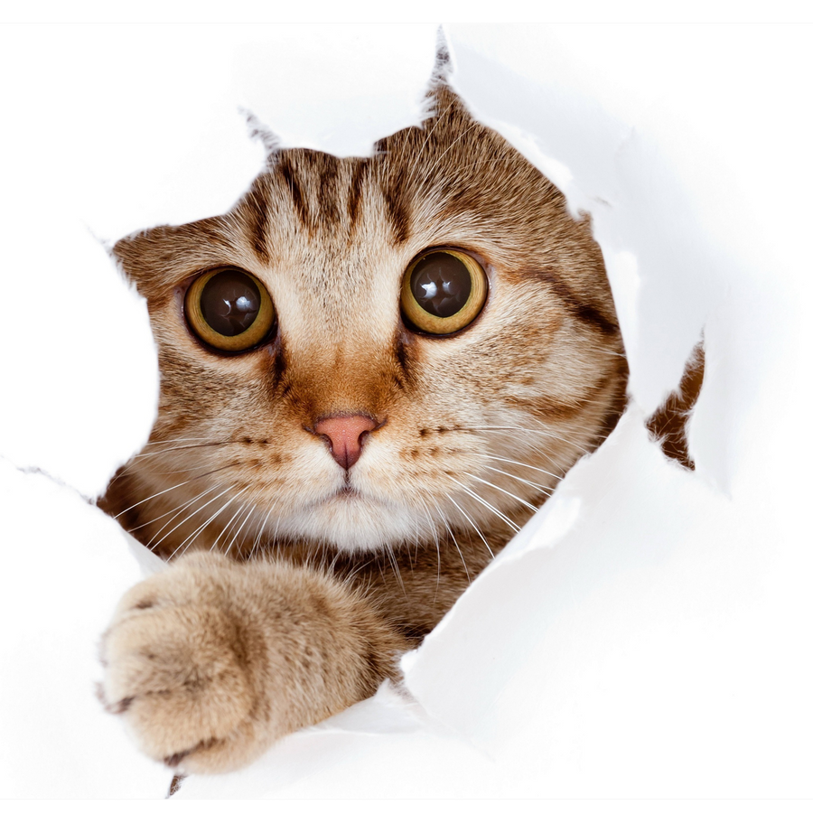 Gatos