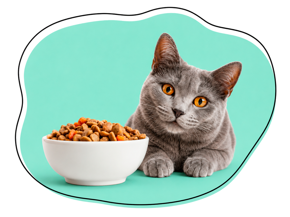ALIMENTO GATOS